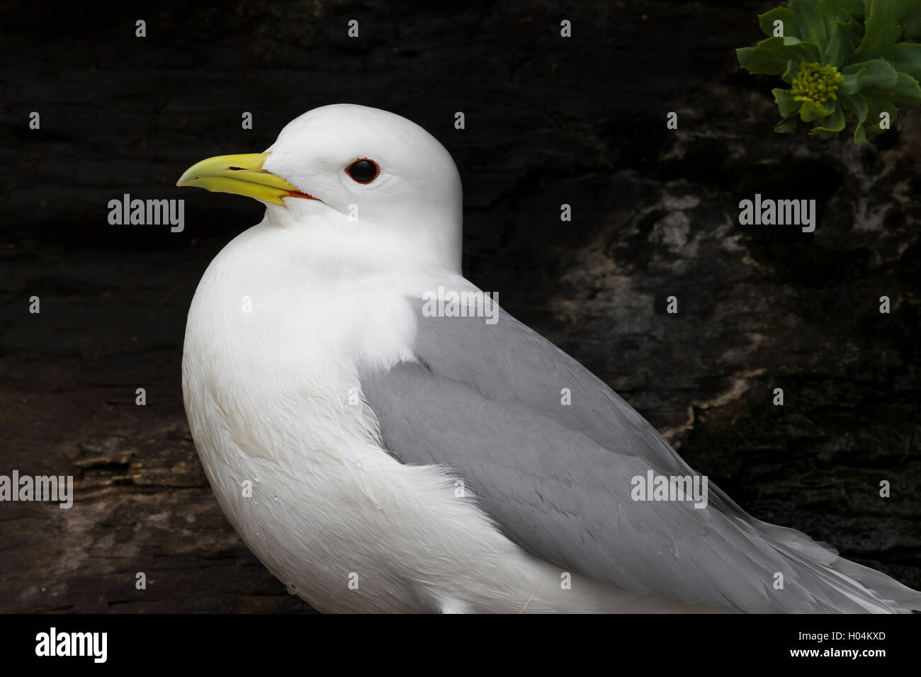 Schwarz-legged Kittiwake (Rissa Tridactyla), Erwachsene closeup Stockfoto