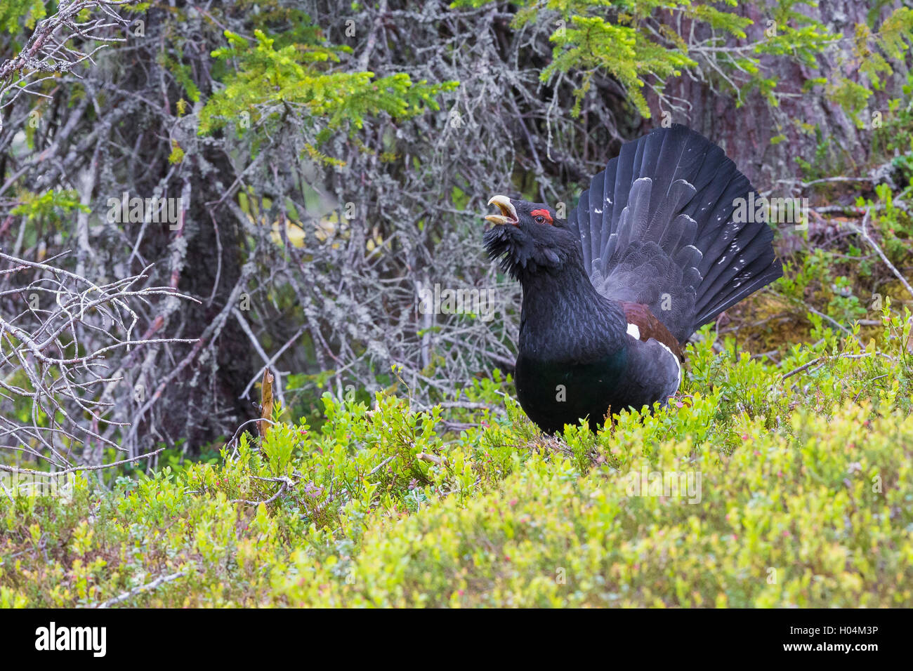 Western Capercaillie (at Urogallus), Männchen anzeigen Stockfoto