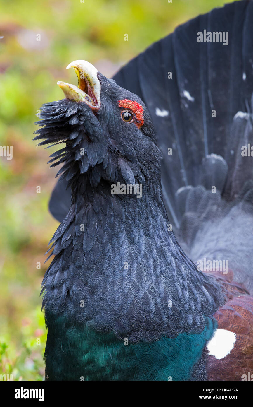 Western Capercaillie (at Urogallus), Erwachsene männliche Nahaufnahme Stockfoto