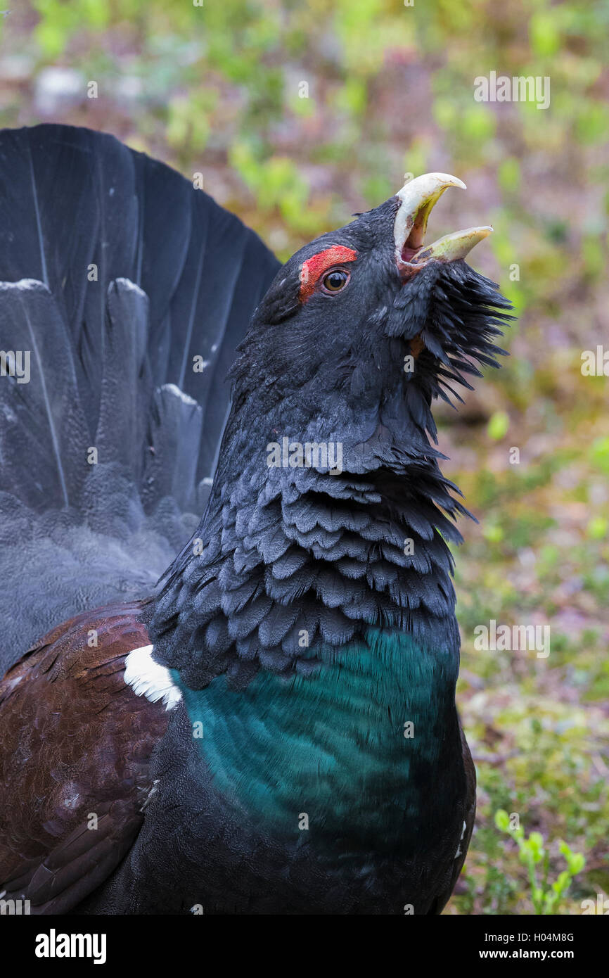 Western Capercaillie (at Urogallus), Erwachsene männliche Nahaufnahme Stockfoto