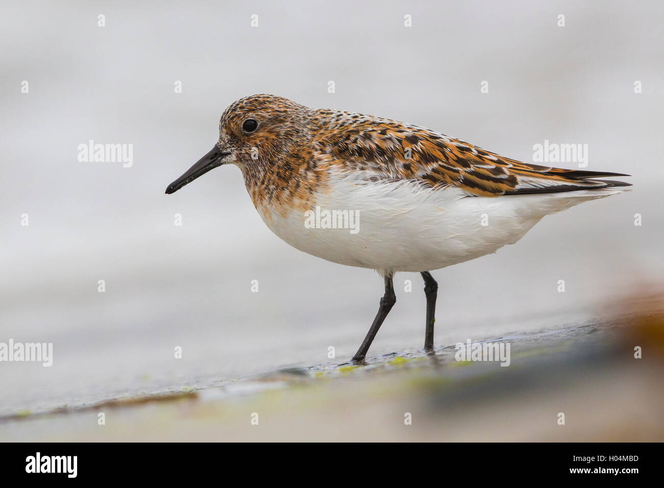 Kleinen Stint (Calidris Minuta) Erwachsene stehen am Ufer Stockfoto