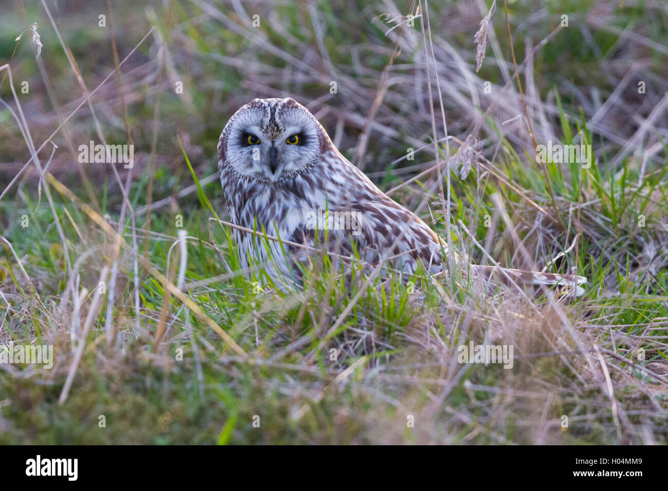 Sumpfohreule (Asio Flammeus), Erwachsene sitzen auf dem Boden Stockfoto