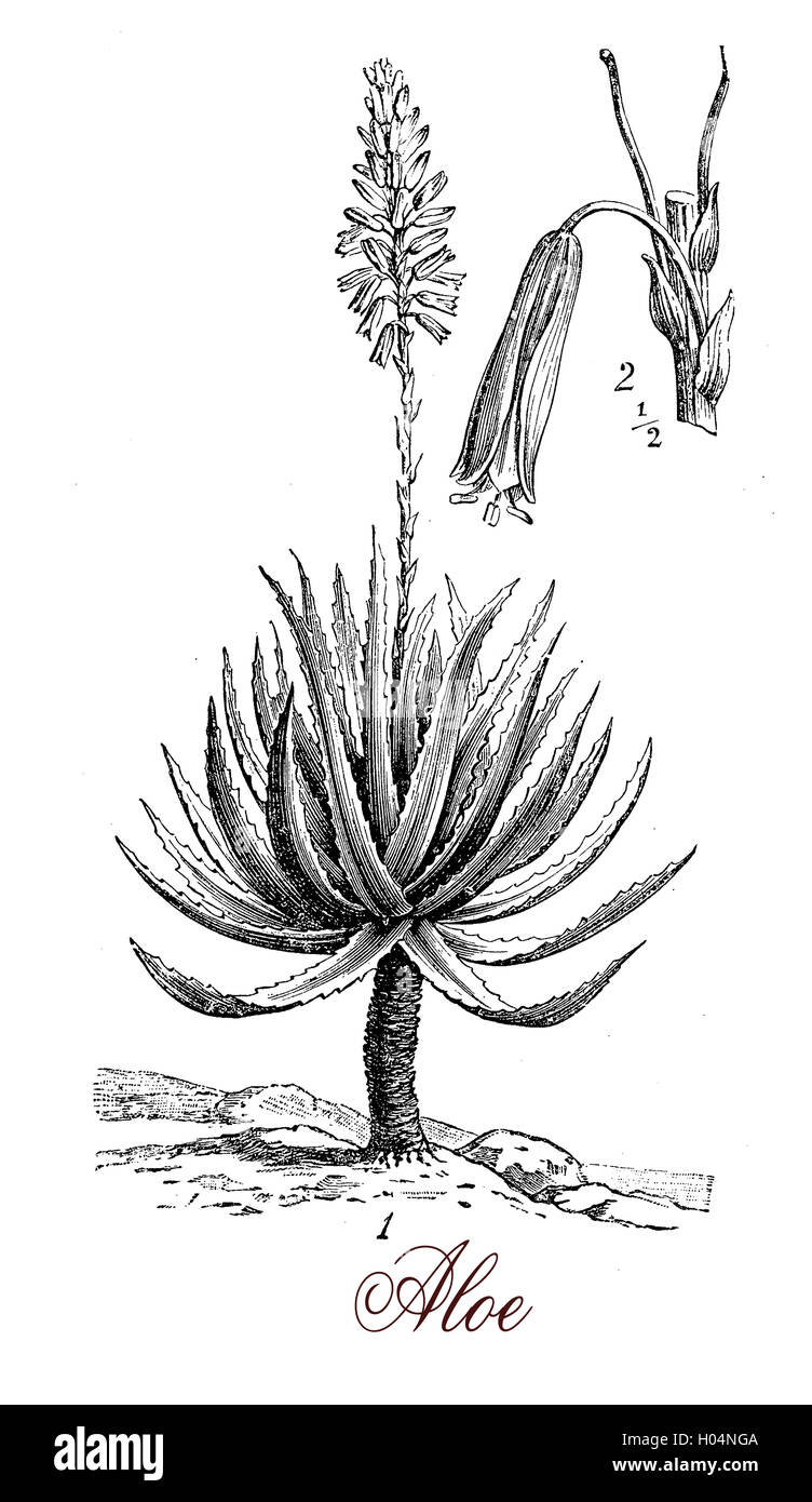 Aloe ist eine blhende Sukkulente 500 Arten, die bekannteste ist die Aloe  Vera oder echte Aloe angebaut wie Krutermedizin, meist als Abfhrmittel  verwendet Stockfotografie - Alamy