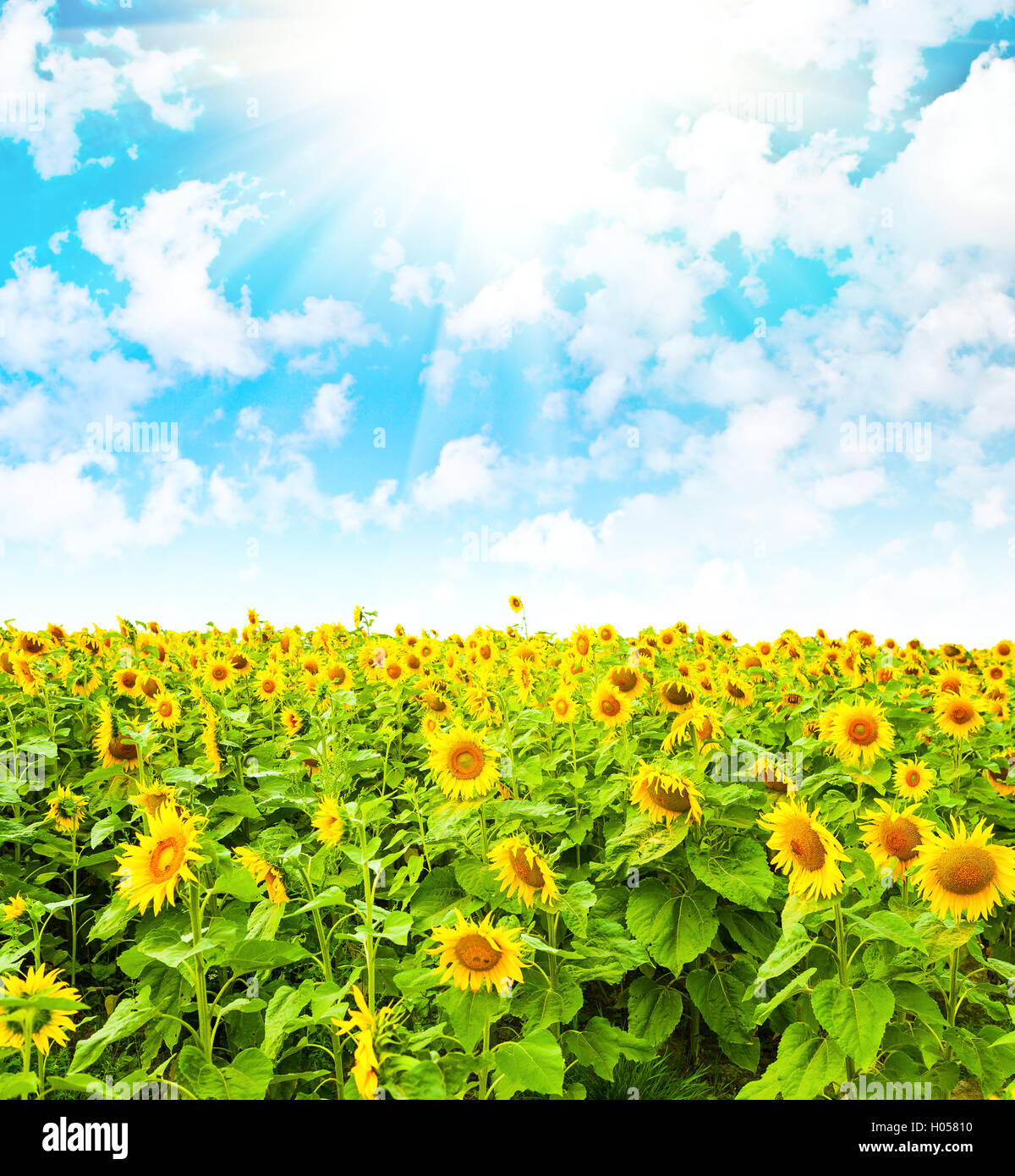 Sonnenblumenfeld und bewölktem Himmel Stockfoto