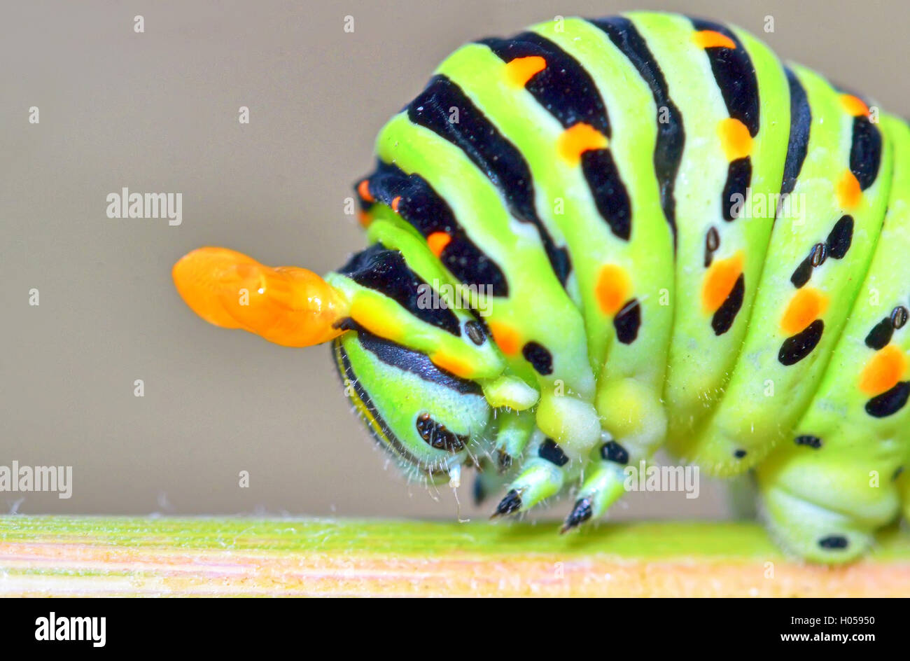 Papilio Machaon Raupe Stockfoto