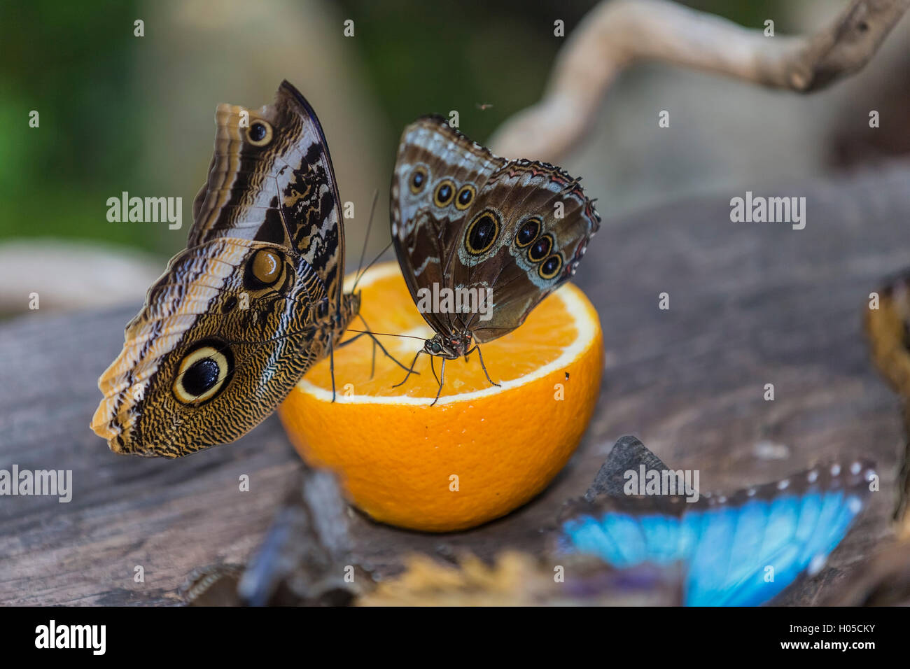 Helena Morpho (Morpho Helenor Carillesis), orange Stockfoto