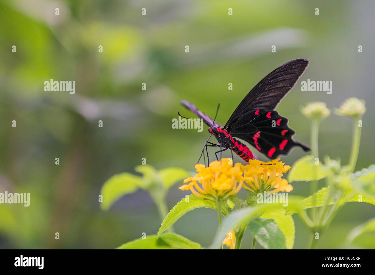 Scharlachroter Schwalbenschwanz Schmetterling Papilio Rumanzovia Asien Stockfoto