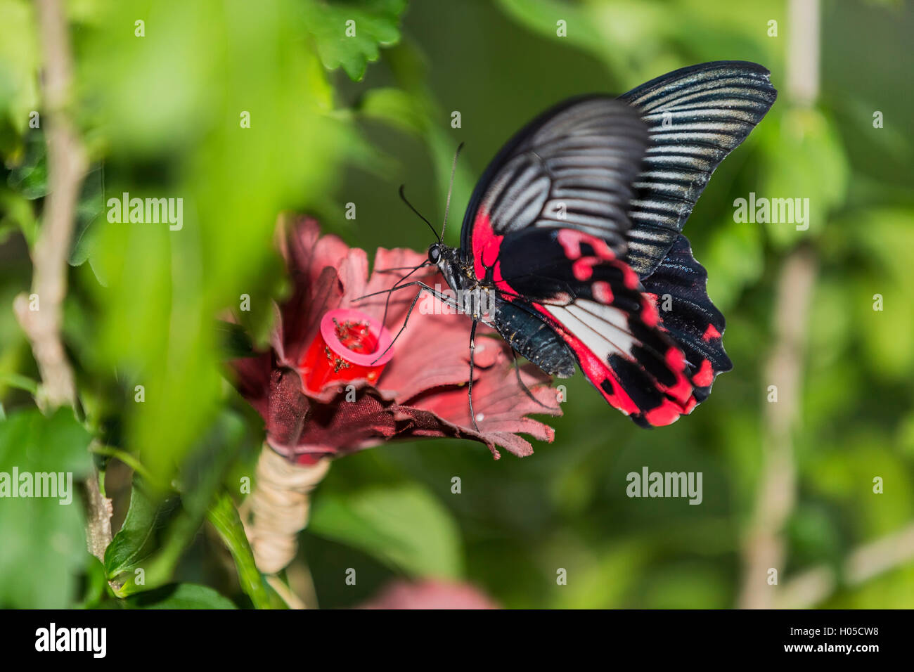 Scharlachroter Schwalbenschwanz Schmetterling Papilio Rumanzovia Asien Stockfoto