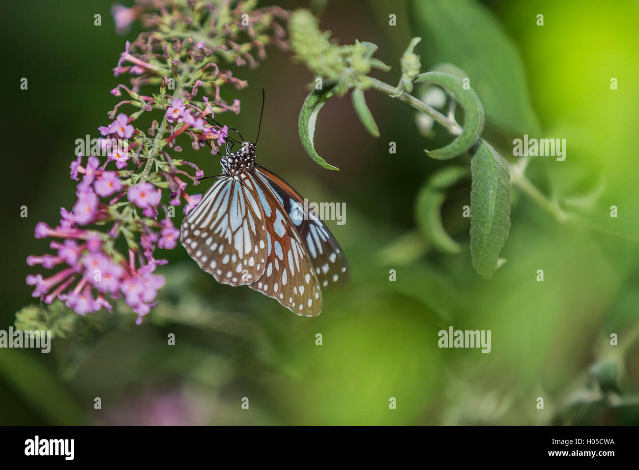 Pale Blue Tiger auf Blume Schmetterling Stockfoto