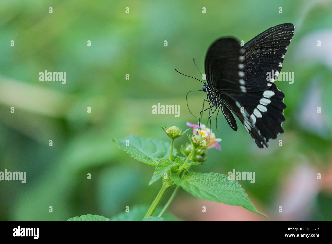 Scharlachroter Schwalbenschwanz Schmetterling Papilio Rumanzovia, Weiblich, Flügel mit weißen Flecken Stockfoto