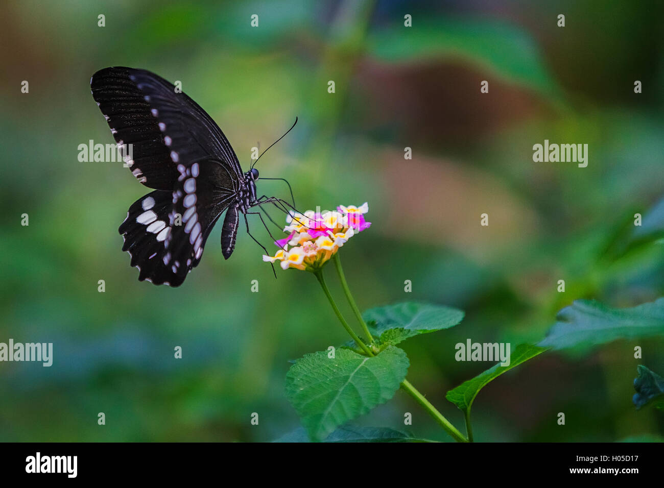 Scharlachroter Schwalbenschwanz Schmetterling Papilio Rumanzovia, Weiblich, Flügel mit weißen Flecken Stockfoto