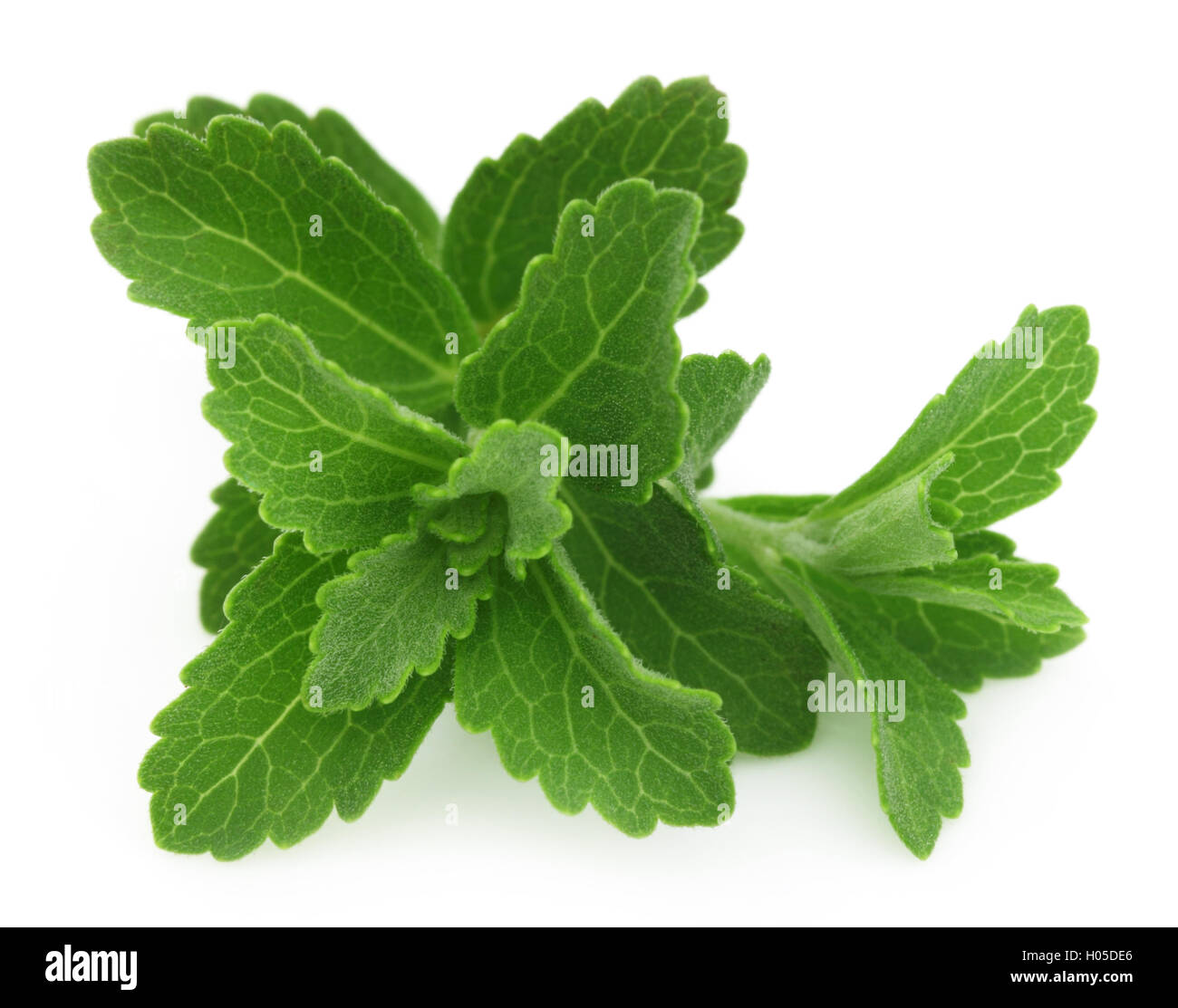 Stevia Stockfoto