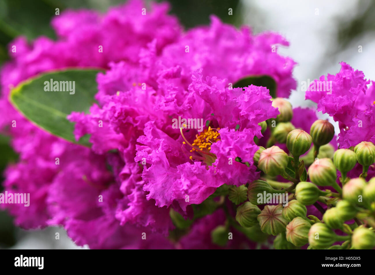 Lagerstroemia Speciosa oder Jarul Blume Stockfoto