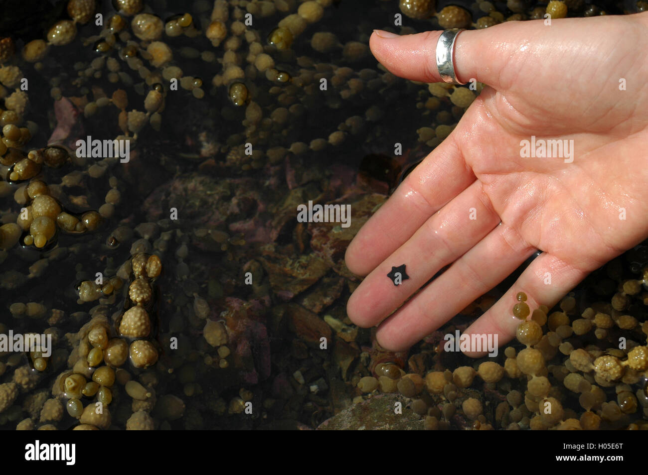 Extra kleine Kissen Seestern auf menschliche finger Stockfoto