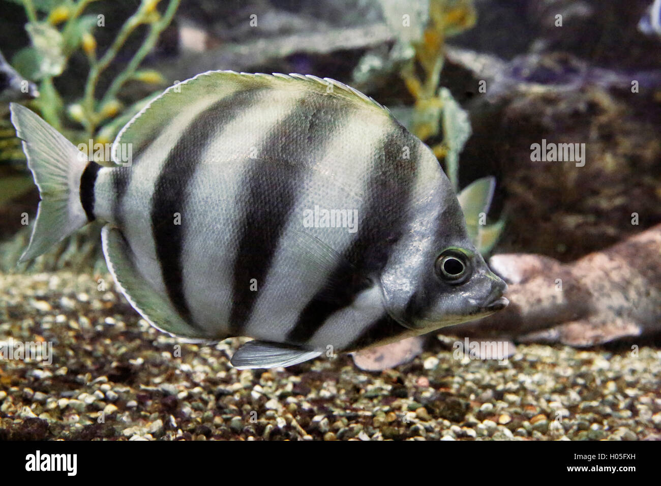 Bereits Fisch (Tilodon Sexfasciatus) Stockfoto