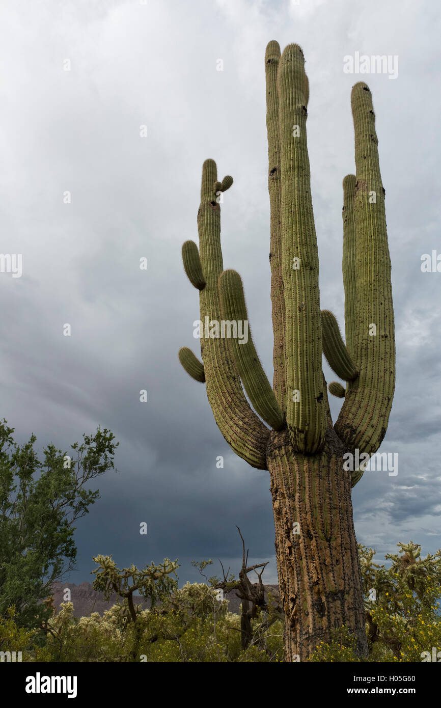 Warten auf den Monsun in der Sonora-Wüste, Saguaro National Park, West Einheit, Tucson, Arizona Saguaro-Kaktus Stockfoto