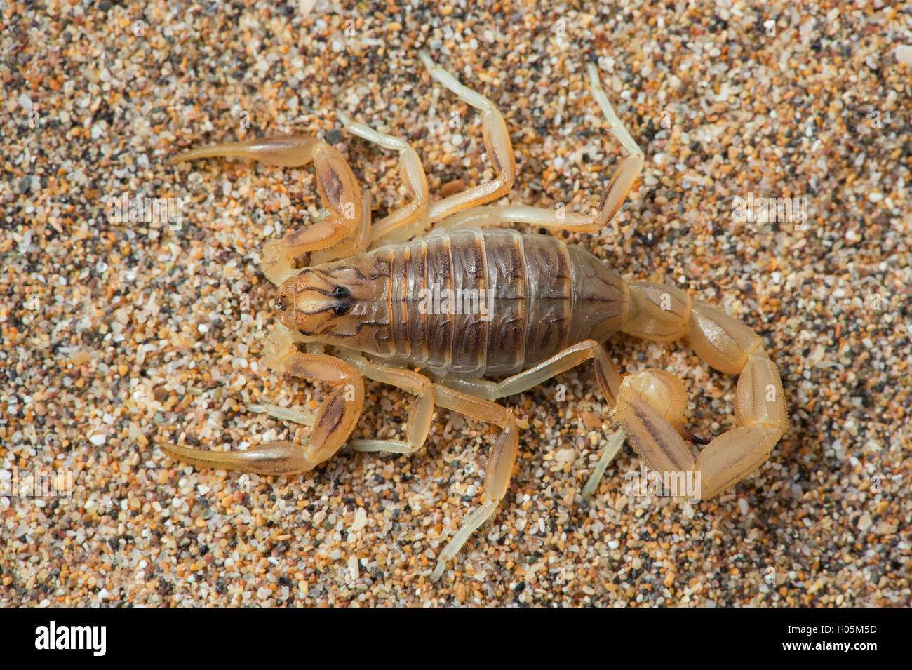 Gemeinsamen gelbe Scorpion (Buthus Occitanus) Stockfoto