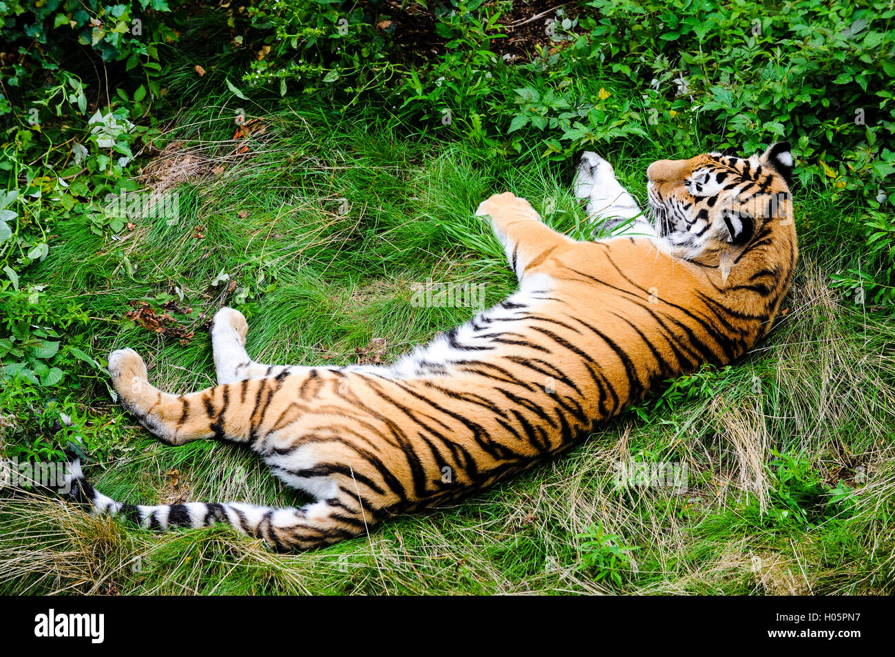 Schweden. Nordens Ark (Arche des Nordens) ist ein Zoo in Bohuslän. Der Amur-Tiger ist auch unter den Namen sibirischen Tiger bekannt. Stockfoto