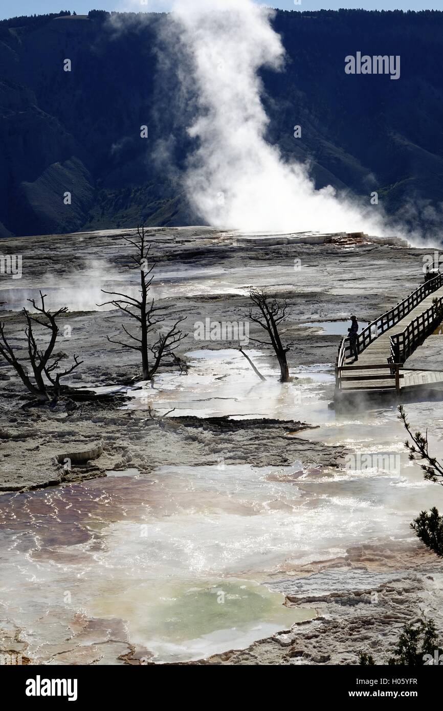 Dampf-Themen aus thermisch aktiven Formationen in den oberen Terrassen in Mammoth Hot Springs, Yellowstone-Nationalpark Stockfoto