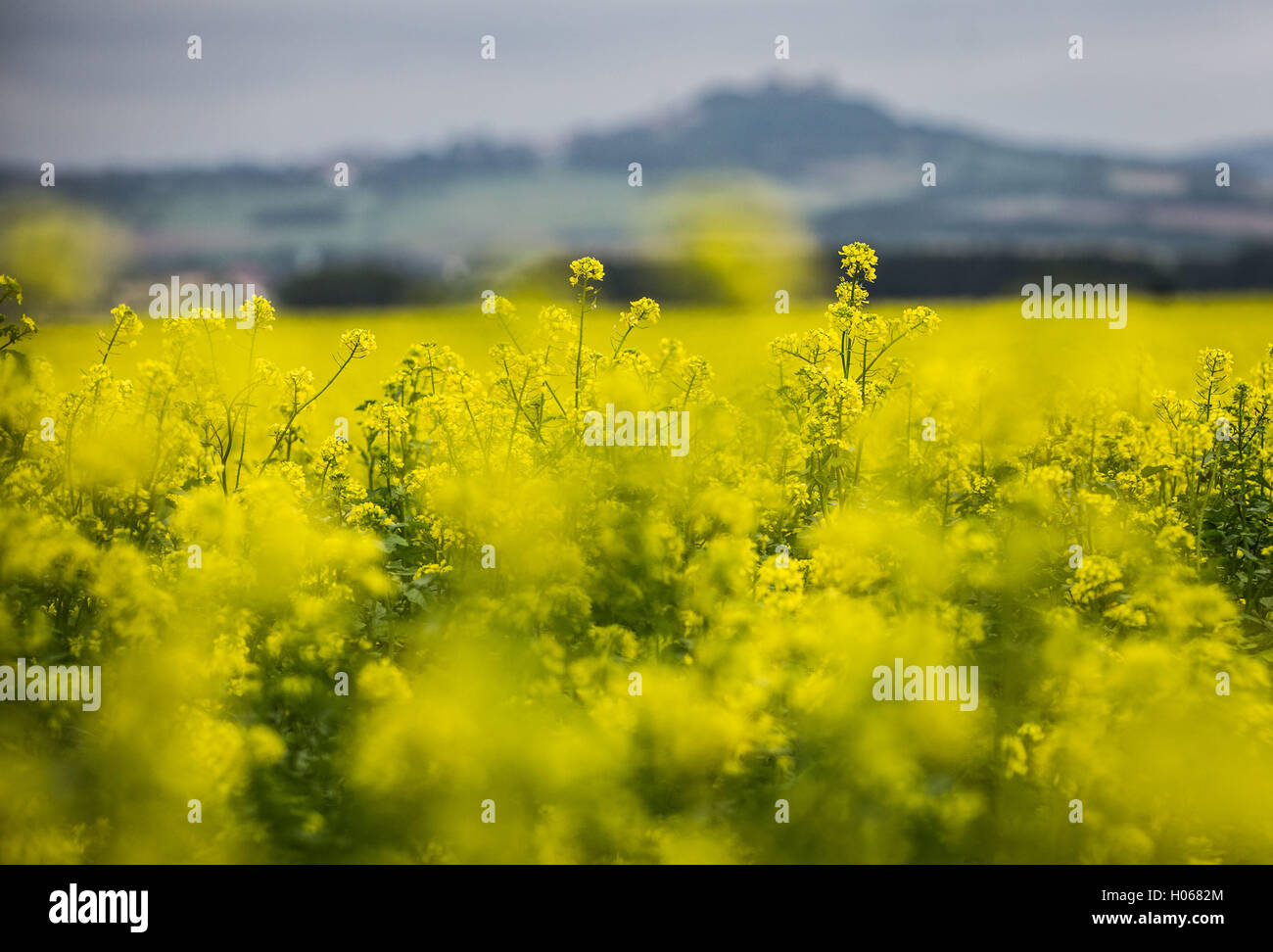 Otzberg, Deutschland. 19. Sep, 2016. Fast sind wie im Frühling die blühenden Raps Pflanzen Senf gelb auf einem Feld in Otzberg, Deutschland, 19. September 2016. Gelbsenf dient zum Schutz vor Austrocknung und Wind-Erosion des Bodens, Gründüngung und sichert die Lebensbedingungen für Mikroorganismen und die Existenz von Humus. Foto: Frank Rumpenhorst/Dpa/Alamy Live News Stockfoto