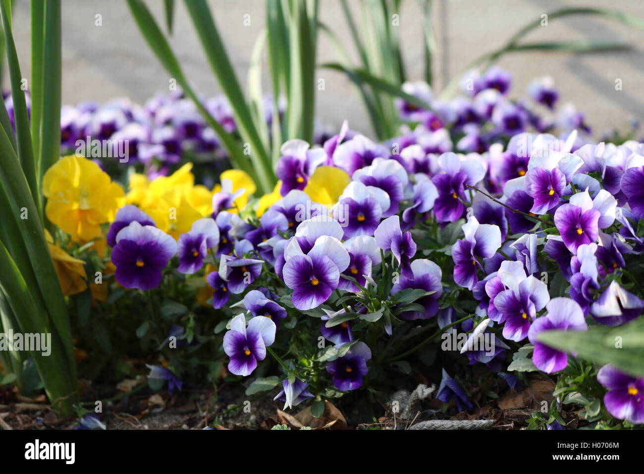 Blumen im Botanischen Garten in DC gefunden Stockfoto