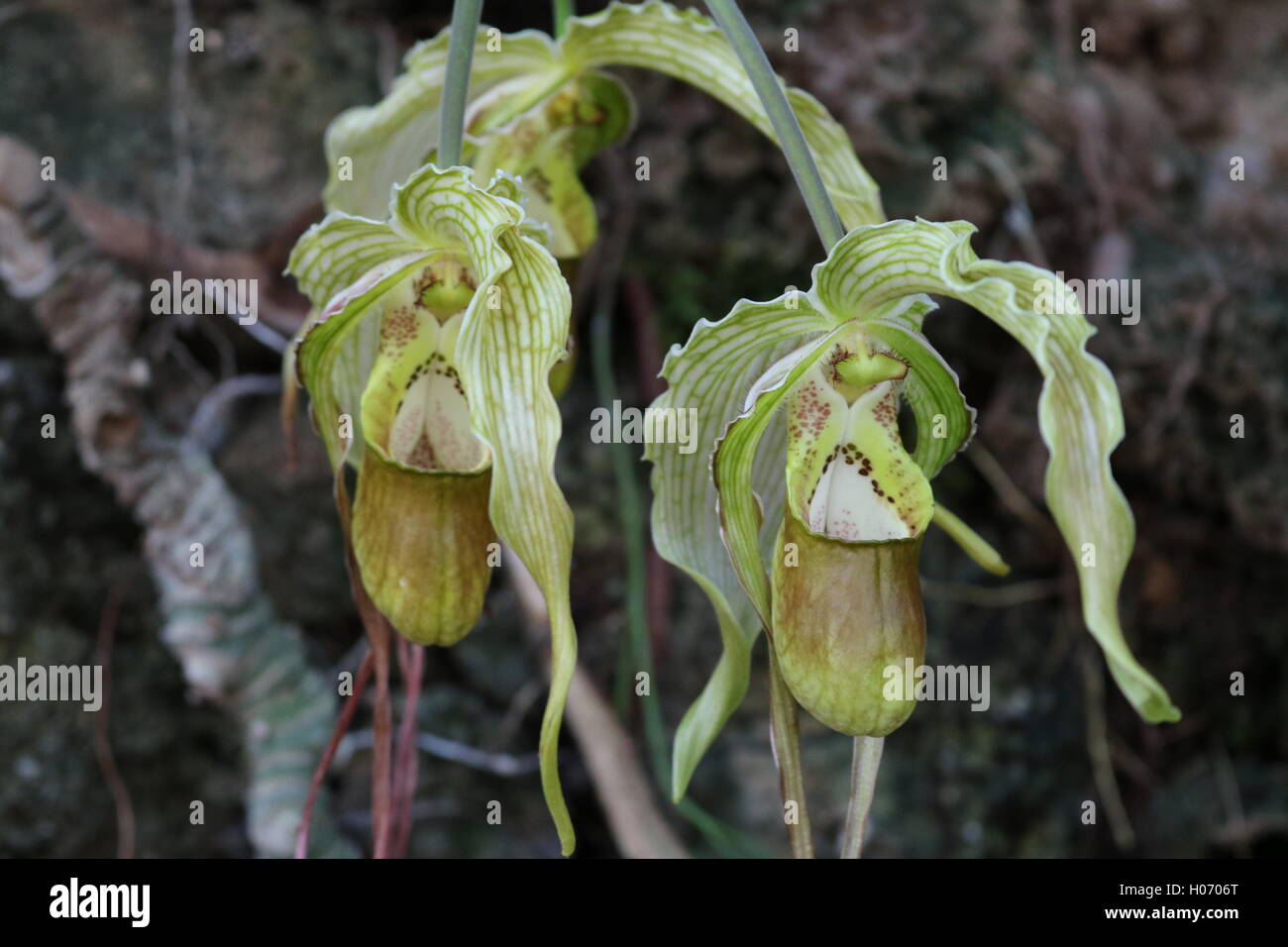 Blumen im Botanischen Garten in DC gefunden Stockfoto