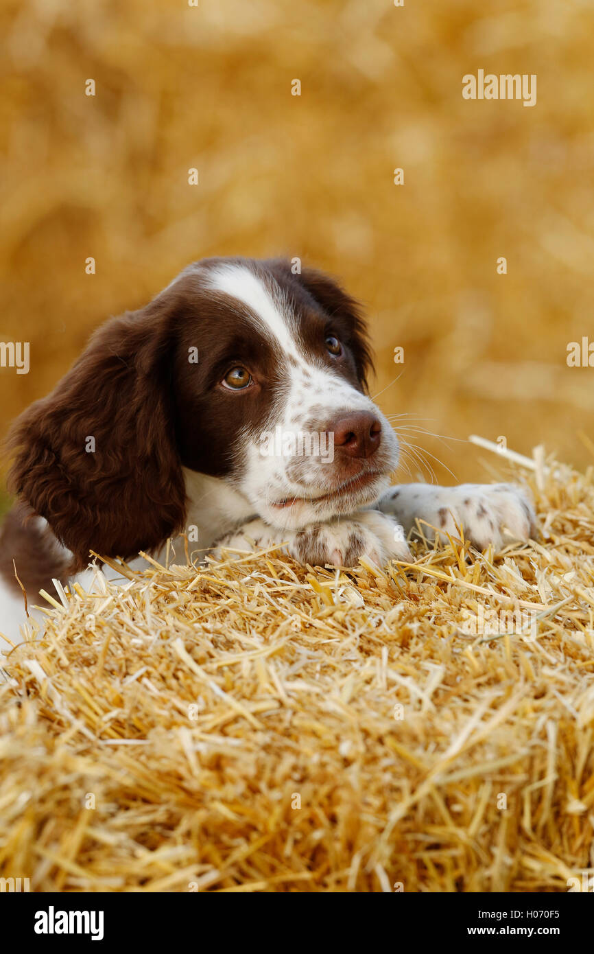 Moos, spielt ein 12 Wochen Alter Springer Spaniel Welpen auf Strohballen an der Herbst-Show und Spiel Messe 2015 bei Ardingly, West Susse Stockfoto