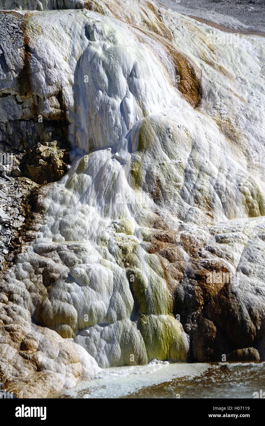 Amor Frühling, eine heiße Quelle in Mammoth Hot Springs, Yellowstone-Nationalpark. Die Farbe ist auf thermophilen. Stockfoto