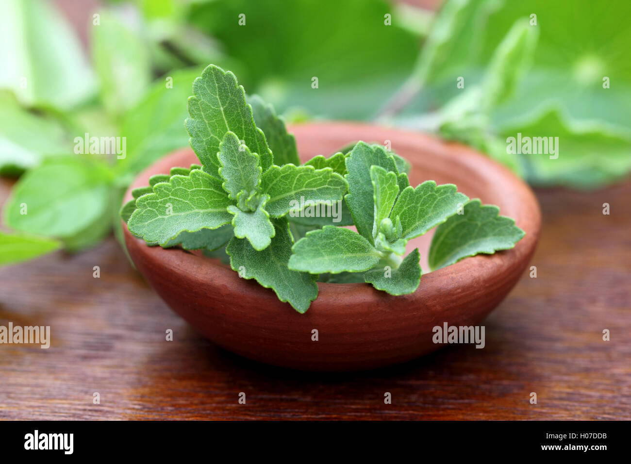 Stevia auf eine braune Schale Stockfoto