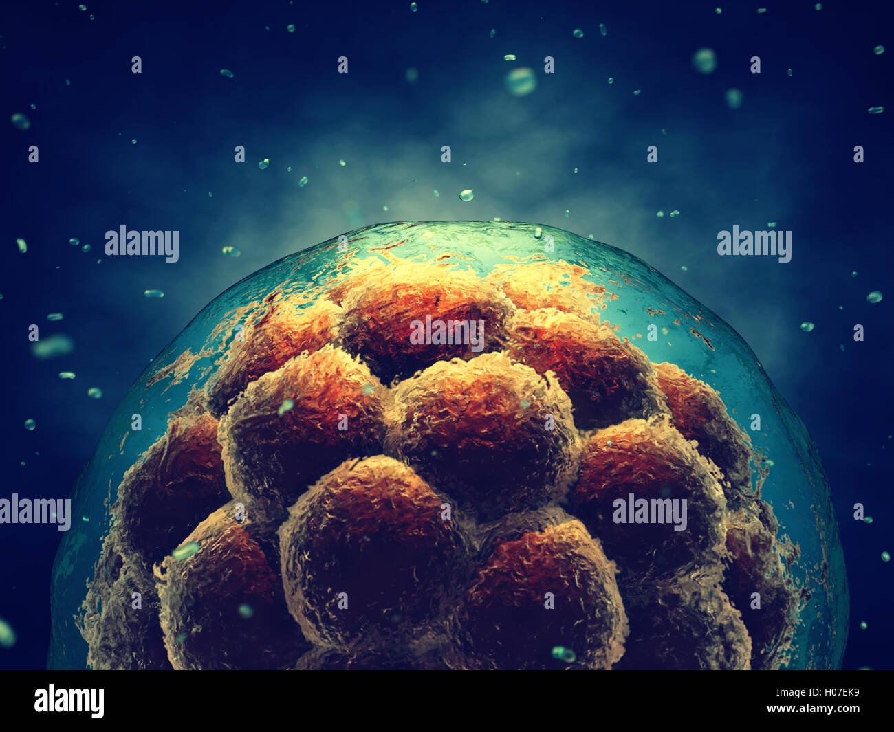 Frühen Stadium Embryos, Stammzellforschung, Morula Stockfoto