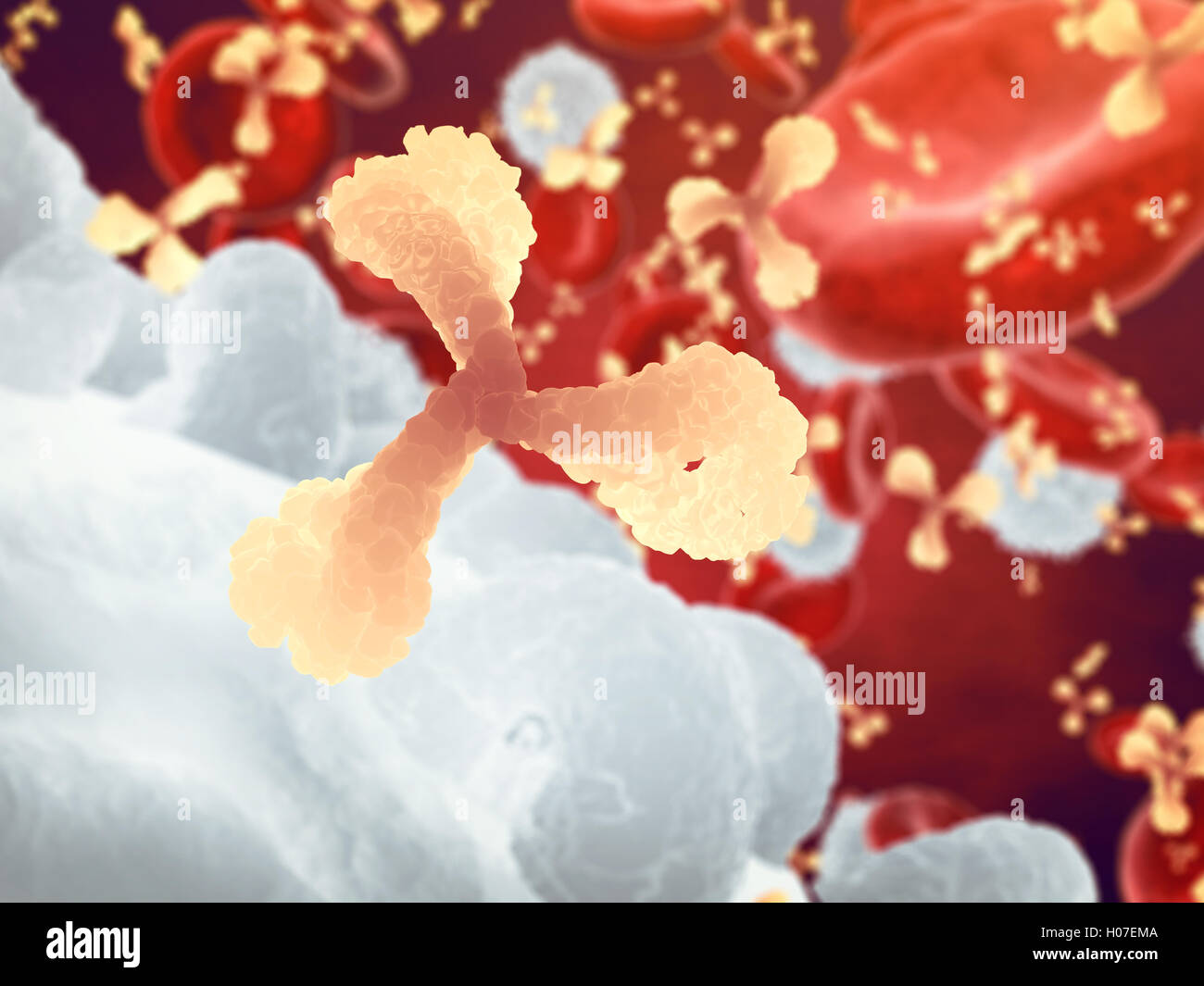 Antikörpern und weißen und roten Blutkörperchen, Immunglobulin und Plasmazellen, Infektionskrankheiten, Immunsystem Stockfoto