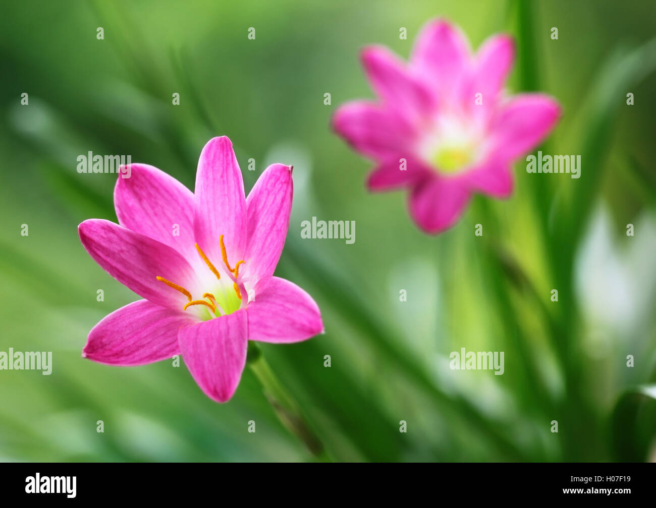 Zephyranthes Rosea oder Regen-Lilie Stockfoto