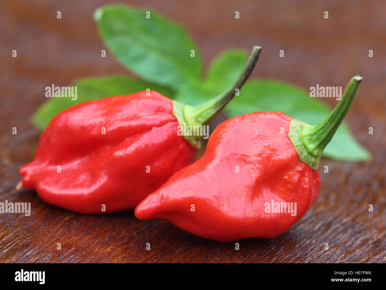 Bhut Jolokia Chilipfeffer Stockfoto