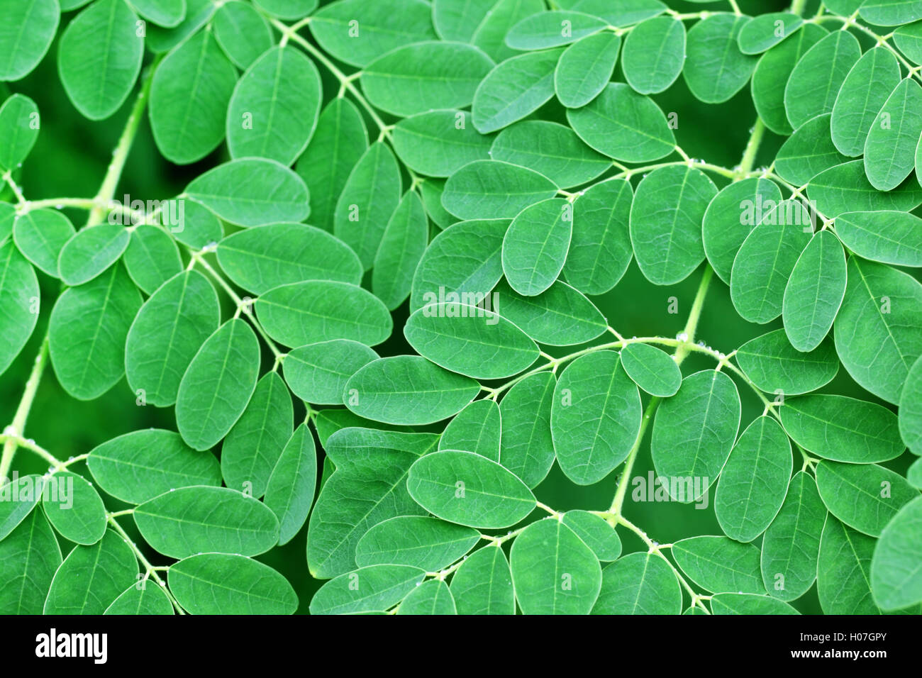 Moringa Blätter Hintergrund Stockfoto