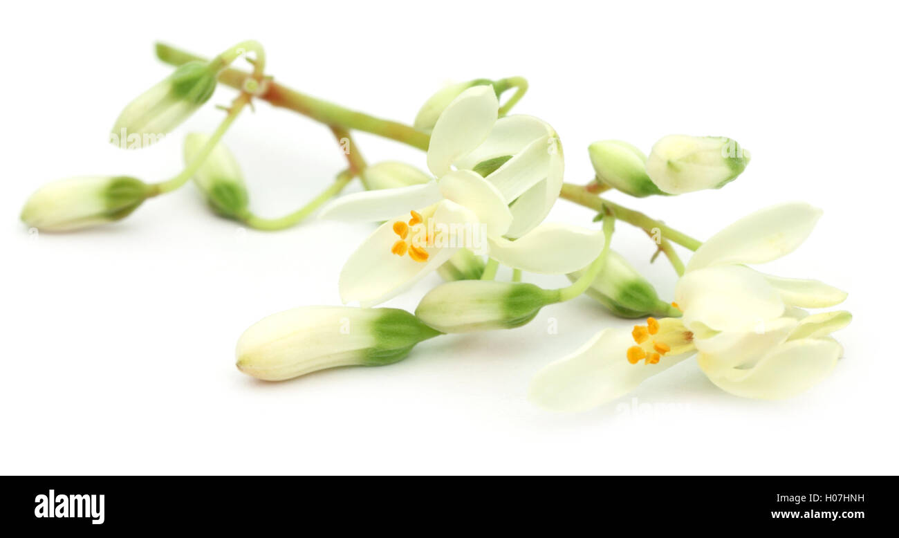 Moringa-Blume Stockfoto