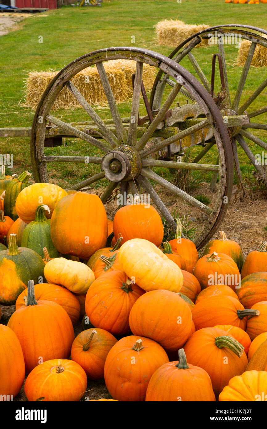 Bauernhof Szene alte Wagen Gemüse Haufen Herbst Kürbisse Oktober Stockfoto