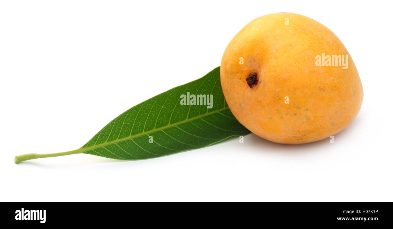 Frische Mango mit grünem Blatt Stockfoto