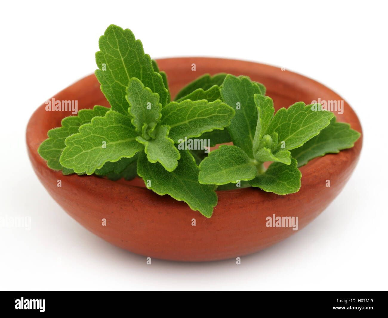 Stevia auf eine braune Schale Stockfoto