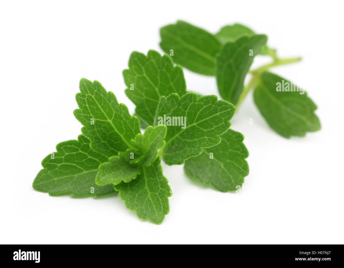 Stevia Stockfoto