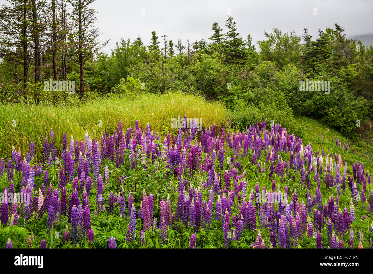 Am Straßenrand Wildblumen blühen auf Sheppards B & B in der Nähe von Forellenfluss, Neufundland und Labrador, Kanada. Stockfoto