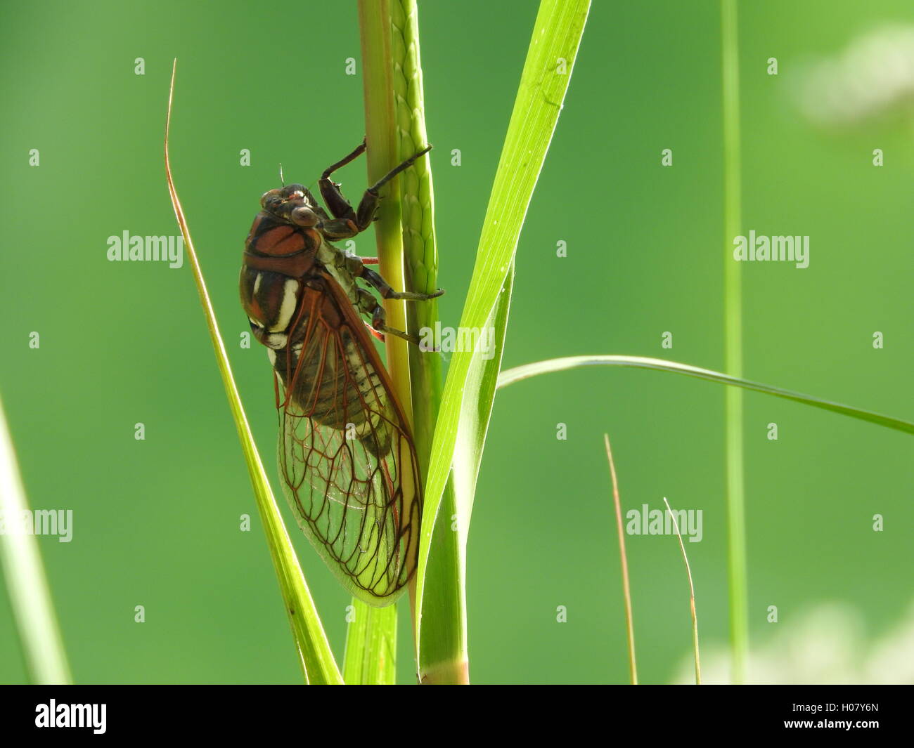 Eine Busch Zikade (Neotibicen Dorsatus) klammert sich an einem langen Grashalm. Stockfoto