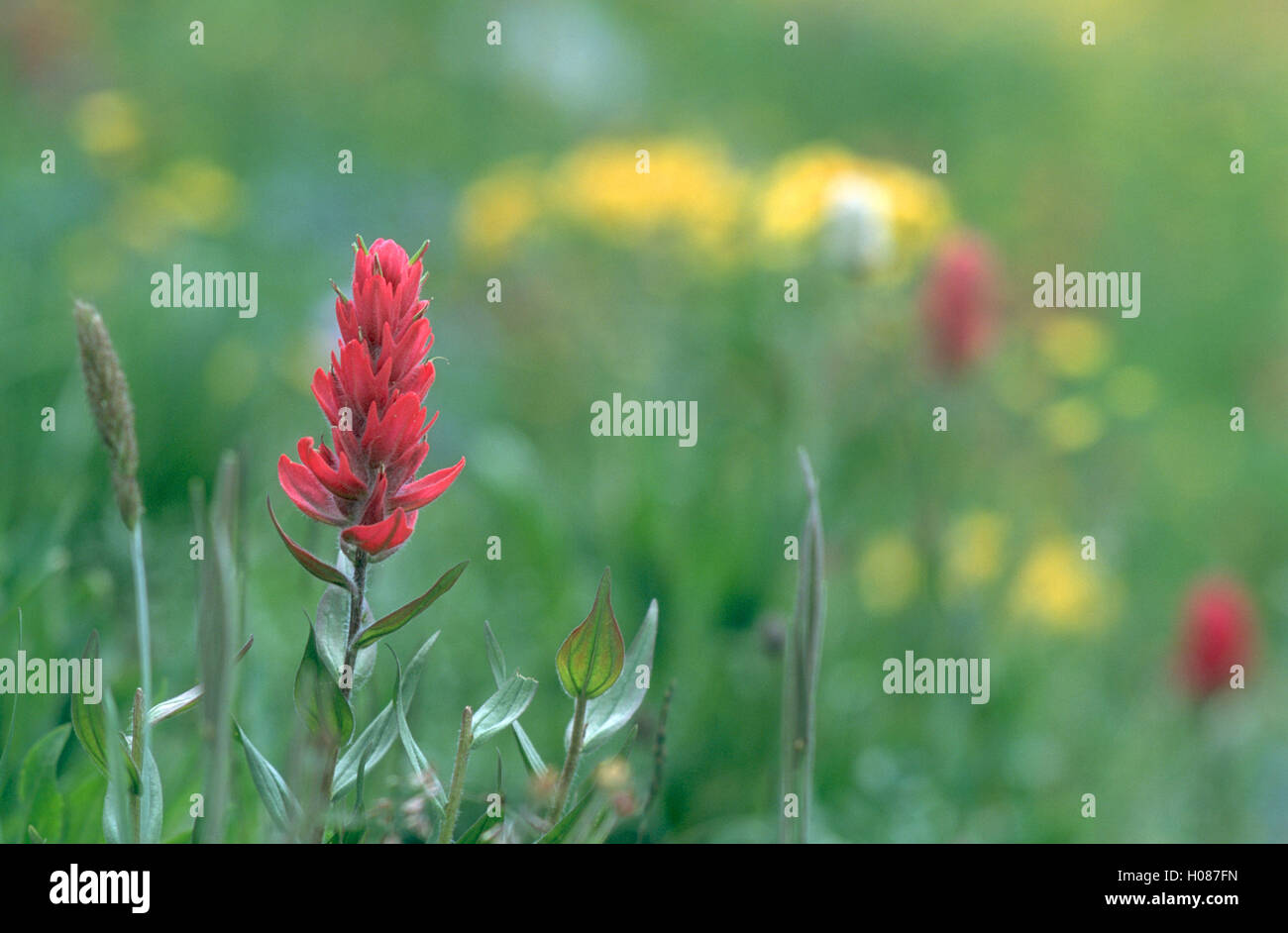 Indian Paintbrush, Rocky Mountain Nationalpark Stockfoto