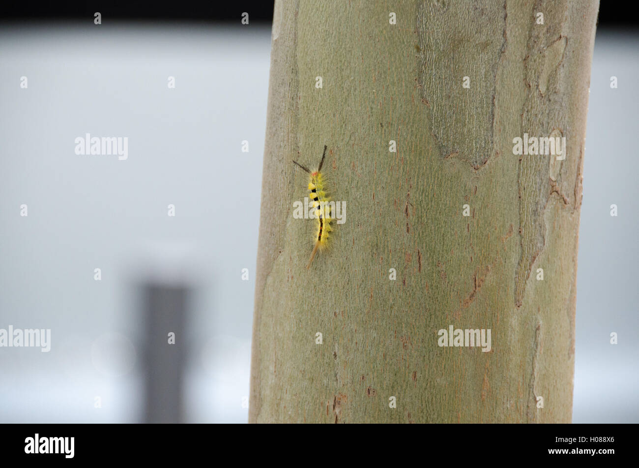 Weiß markiert Tussock Moth (Orgyia Leucostigma) Caterpillar auf Baum. Stockfoto