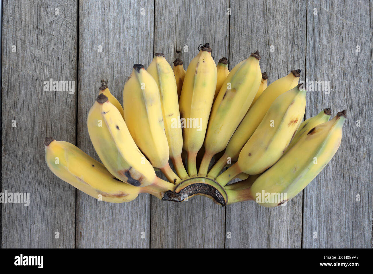 Ducasse Bananen oder auch bekannt als Musa Acuminata, Zucker Bananen auf Holzbrett Stockfoto