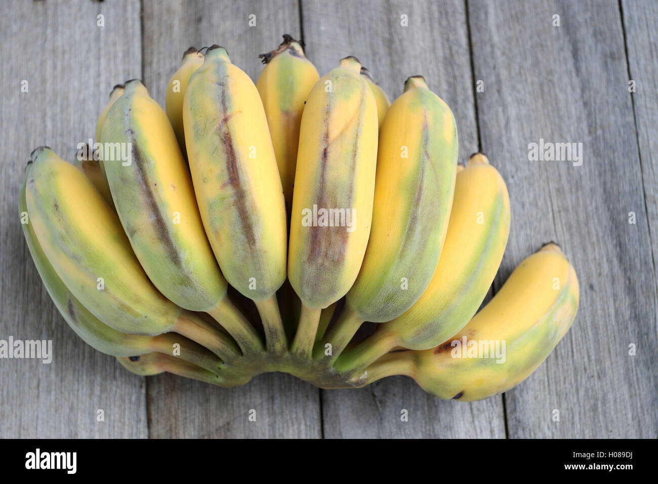 Ducasse Bananen oder auch bekannt als Zucker Bananen auf Holzbrett Stockfoto