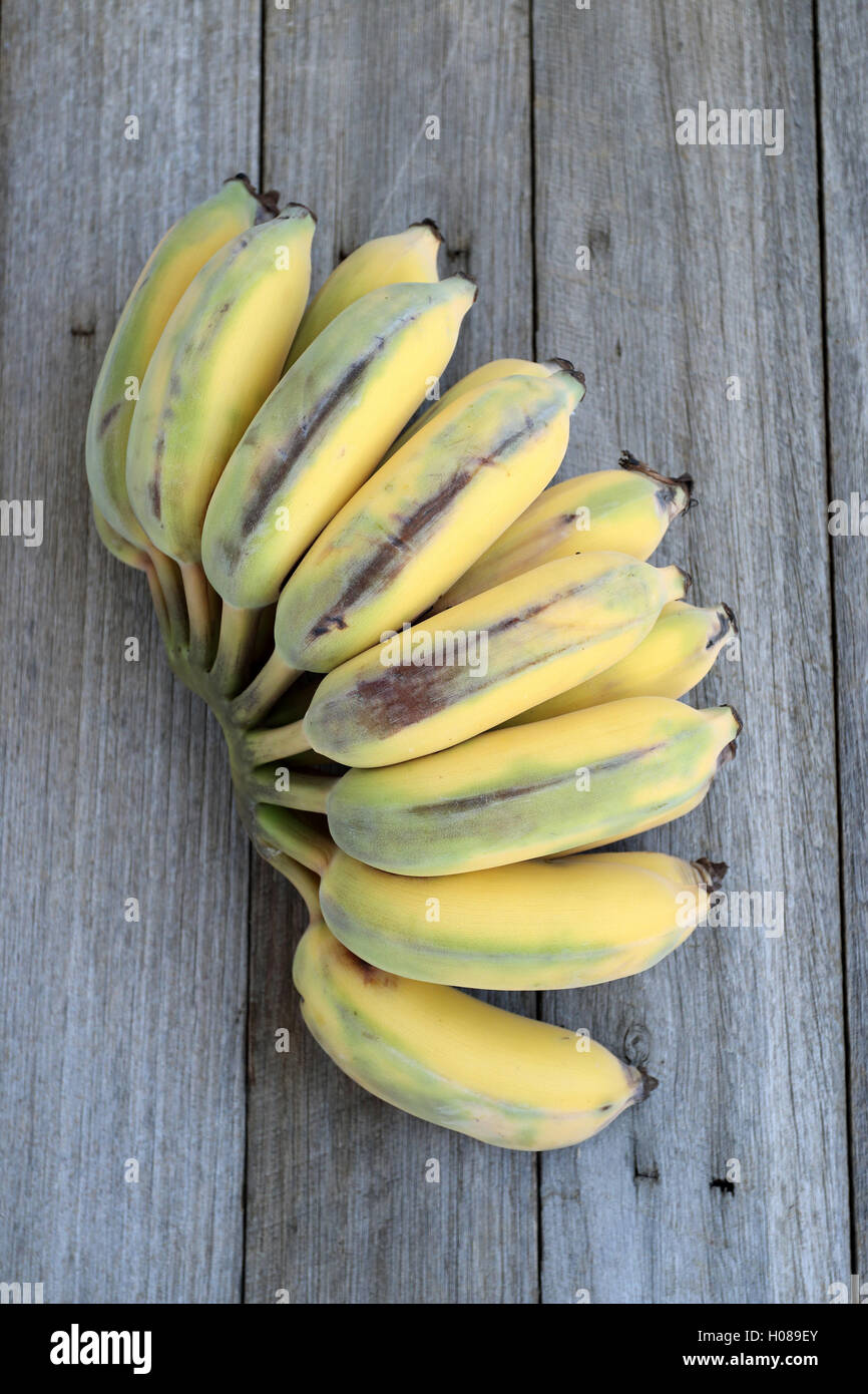 Ducasse Bananen oder auch bekannt als Zucker Bananen auf Holzbrett Stockfoto