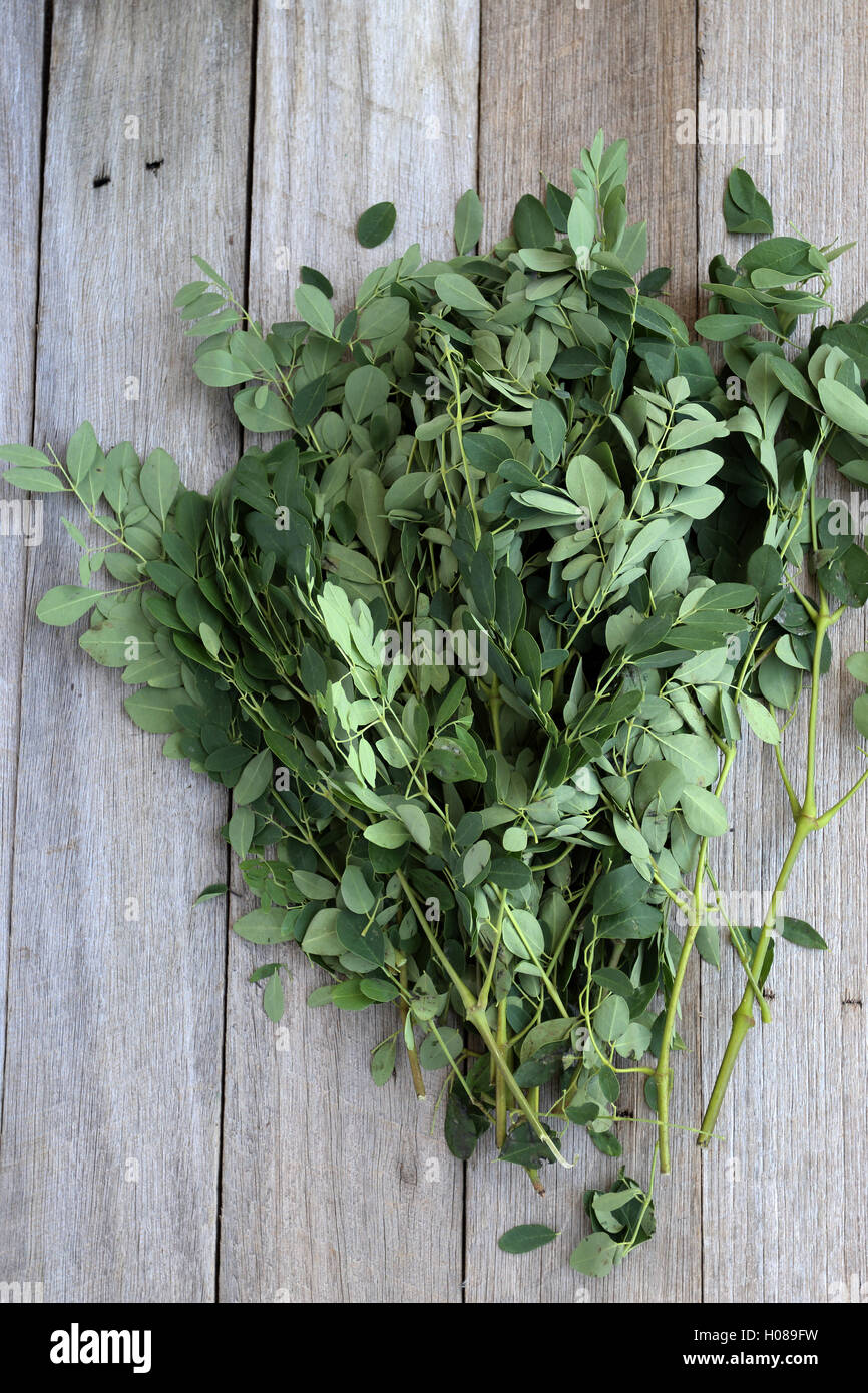 Moringa Oleifera oder bekannt als Trommelstock Blätter Stockfoto
