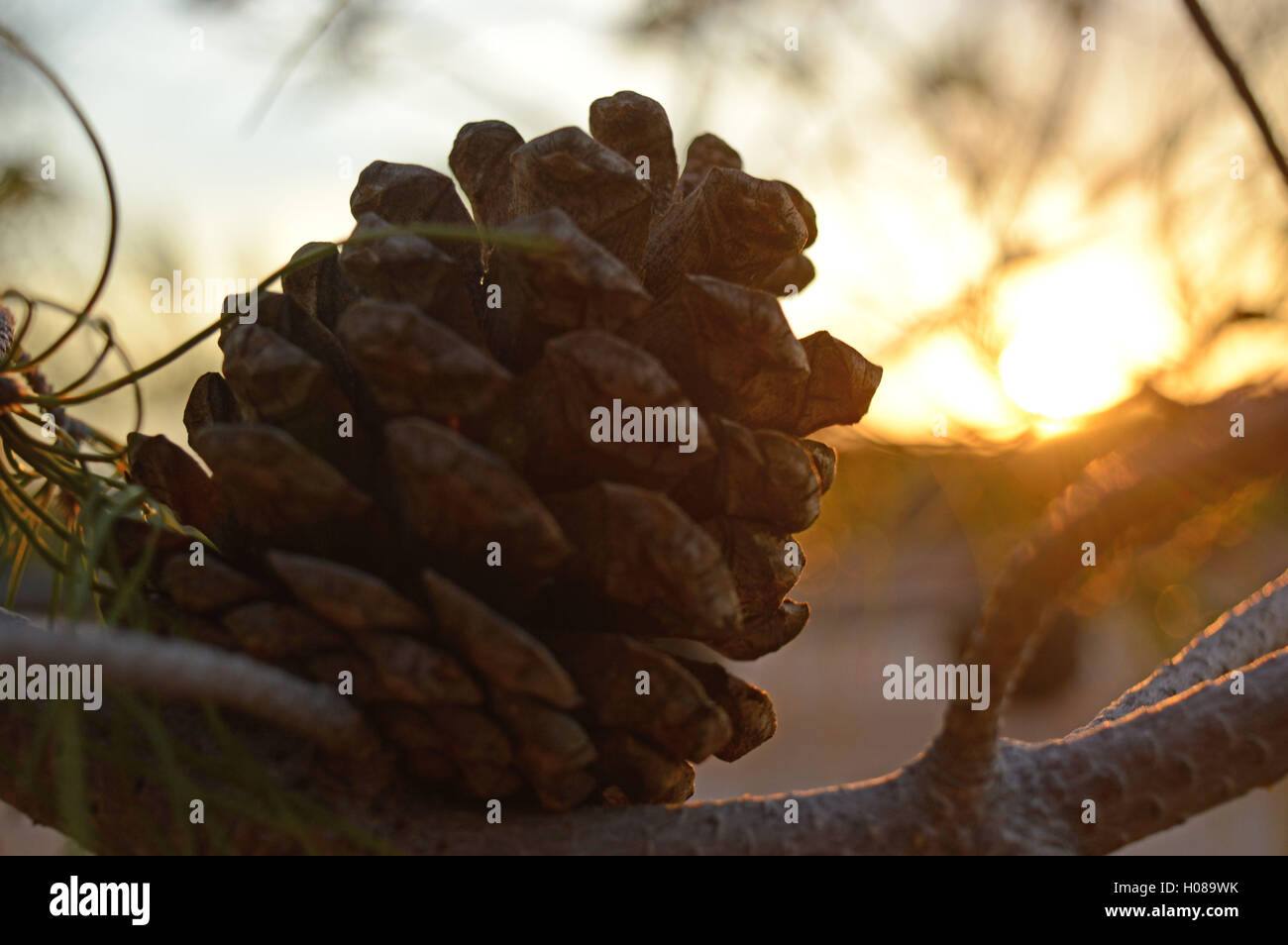 Dieses Foto wurde auf einem Kanal in Arizona, die Fokussierung auf einen Tannenzapfen, der während des Sonnenuntergangs auf einem Ast ruhte, Stockfoto