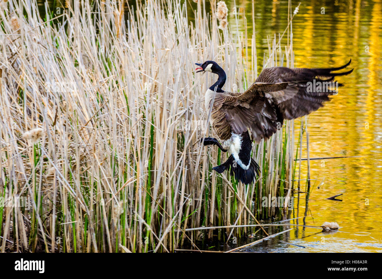 Schutz der das Vogelnest Stockfoto