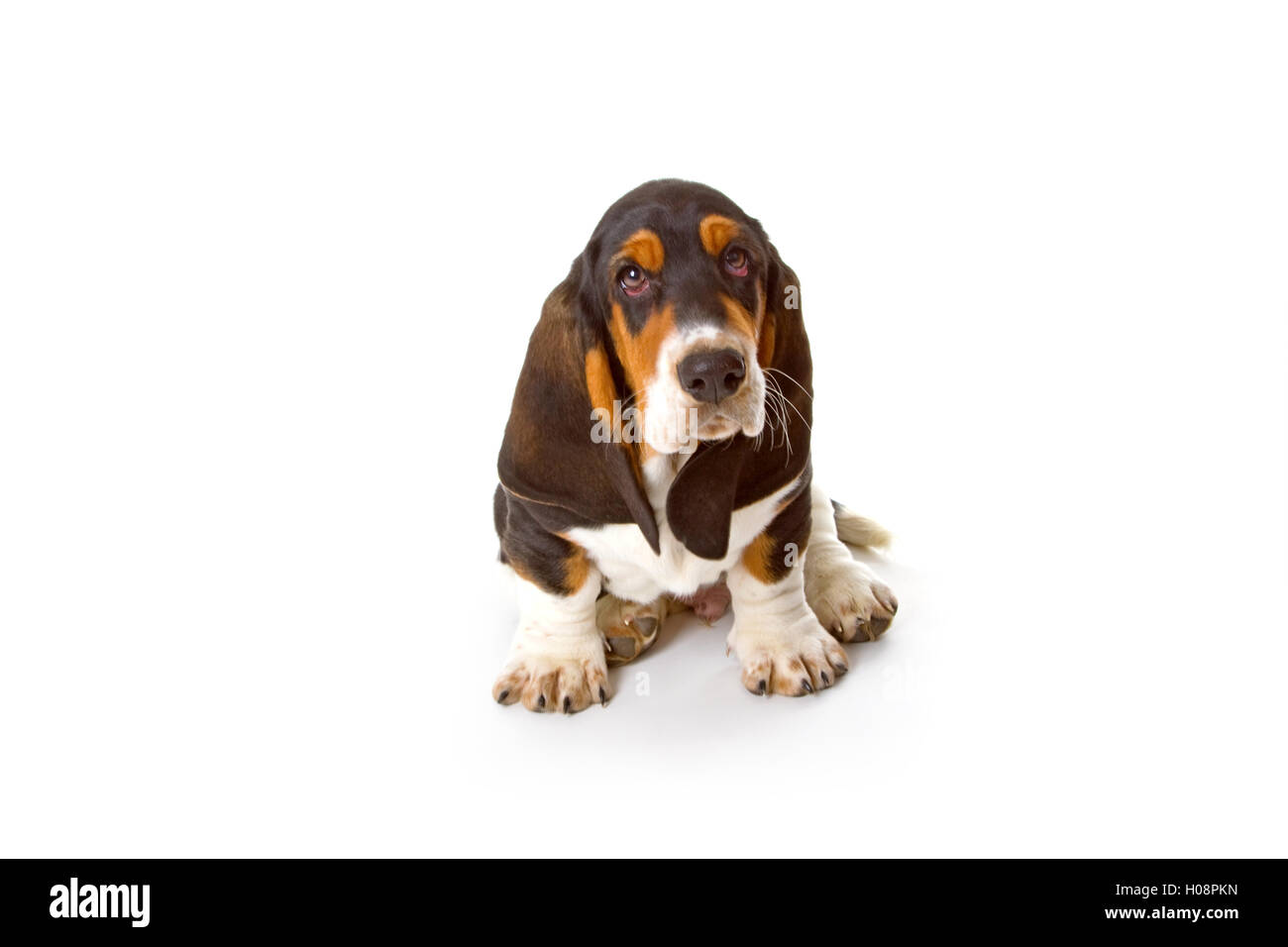 Süße Basset Welpen auf weißem Hintergrund - Studio gedreht. Stockfoto